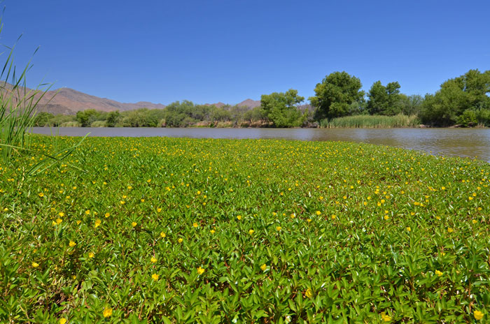 Ludwigia peploides, Floating Primrose Willow